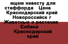 ищем невесту для стаффорда › Цена ­ 1 - Краснодарский край, Новороссийск г. Животные и растения » Собаки   . Краснодарский край